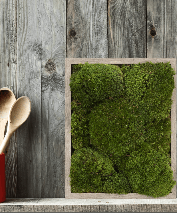 Moss Pure Moss wall frame moss wall art living wall green wall