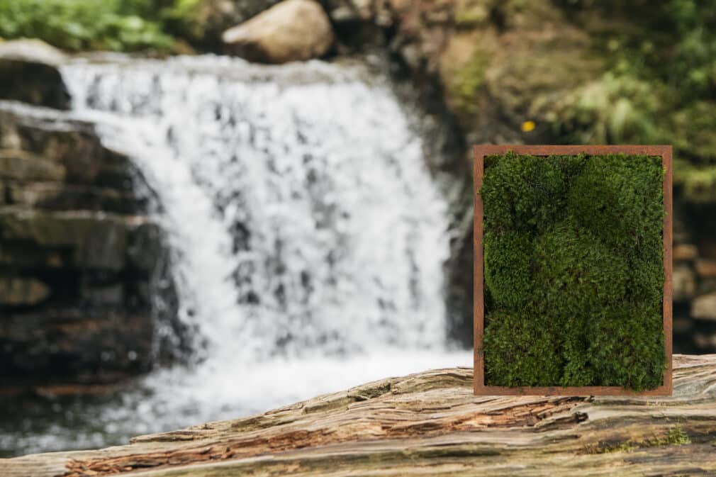 Moss wall art moss frame green wall and living wall