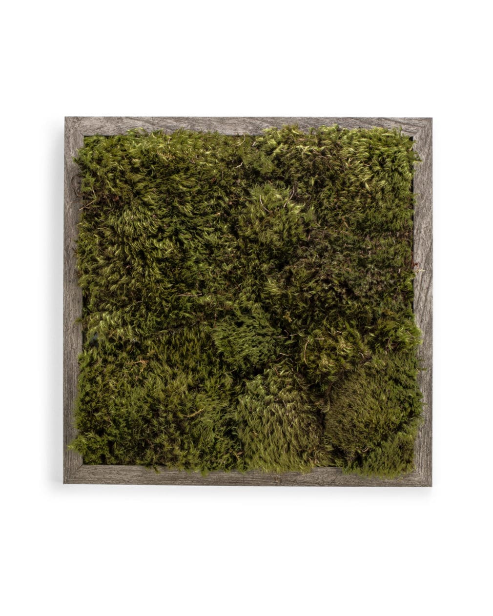 Moss Pure live moss wall art moss frame