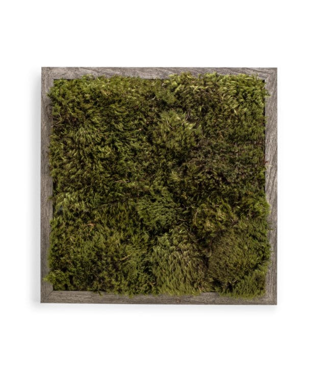 Moss Pure live moss wall art moss frame