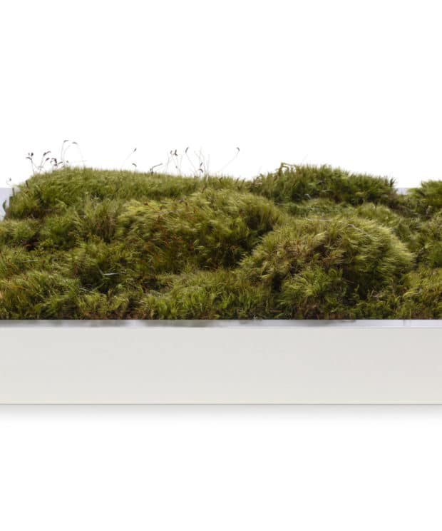 Live Mood Moss Wall Art in White, 12x 12