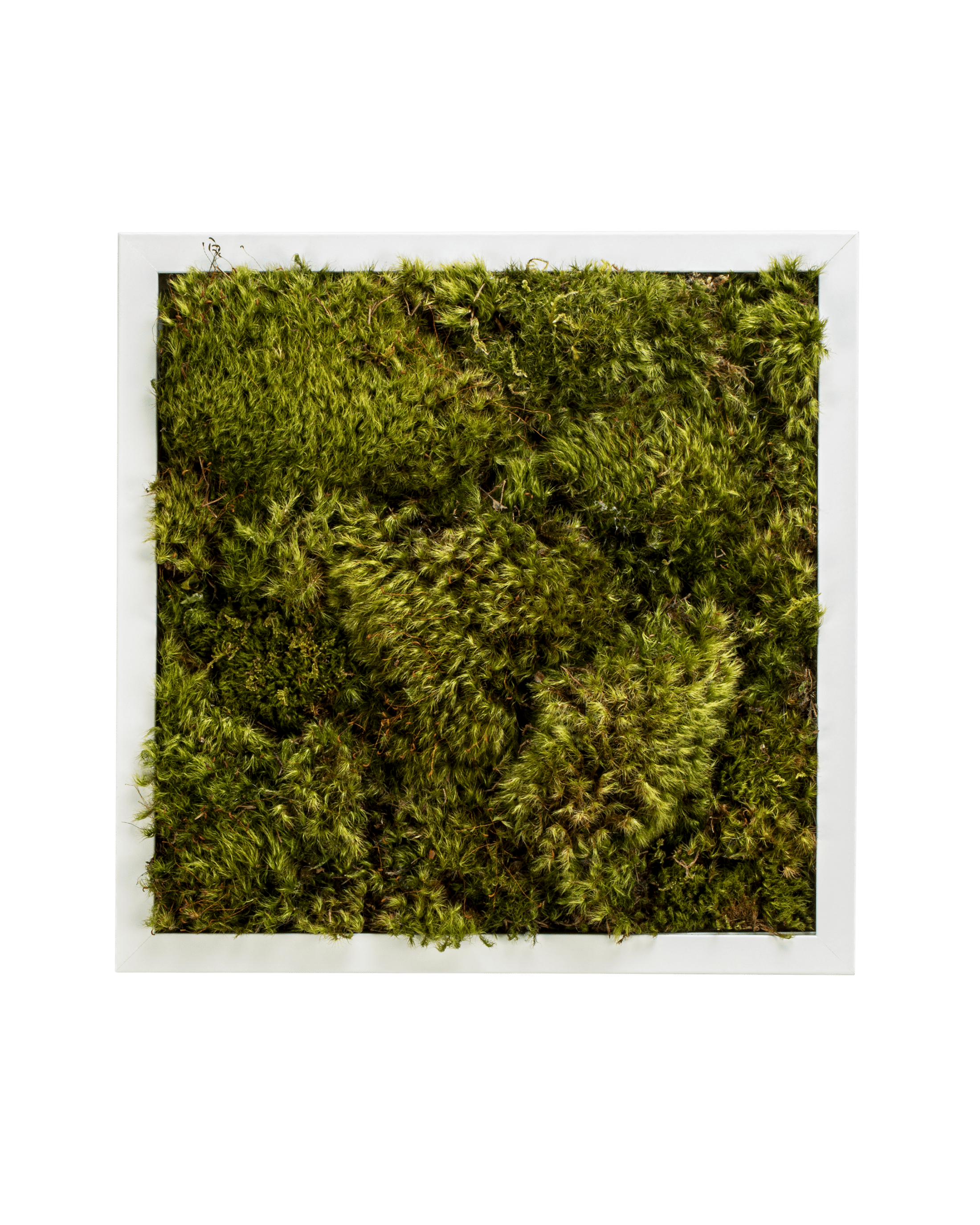 Live Mood Moss Wall Art in White, 12x 12