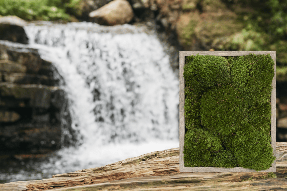 Moss wall frame moss frame living wall green wall