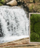 Moss wall frame moss frame living wall green wall