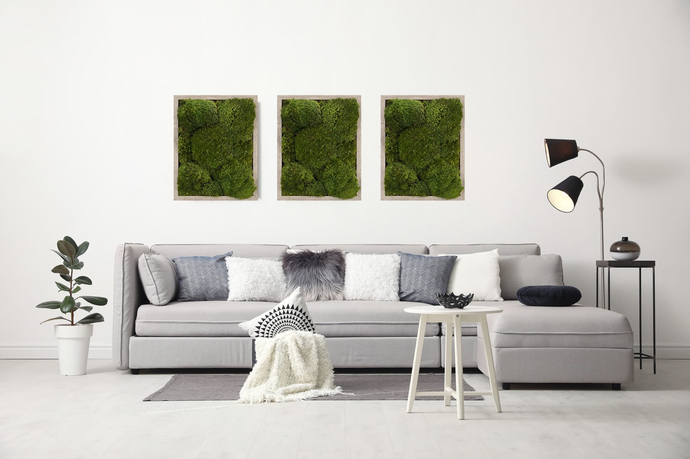 Moss wall art gray frame improve air quality provide stress relief.