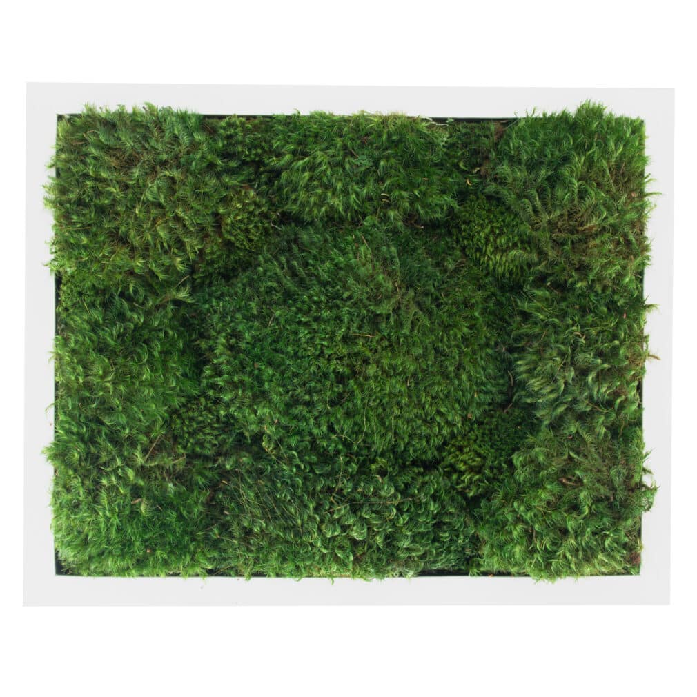 Moss Pure moss wall art moss frame no watering or sunlight needed