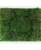 Moss Pure moss wall art moss frame no watering or sunlight needed
