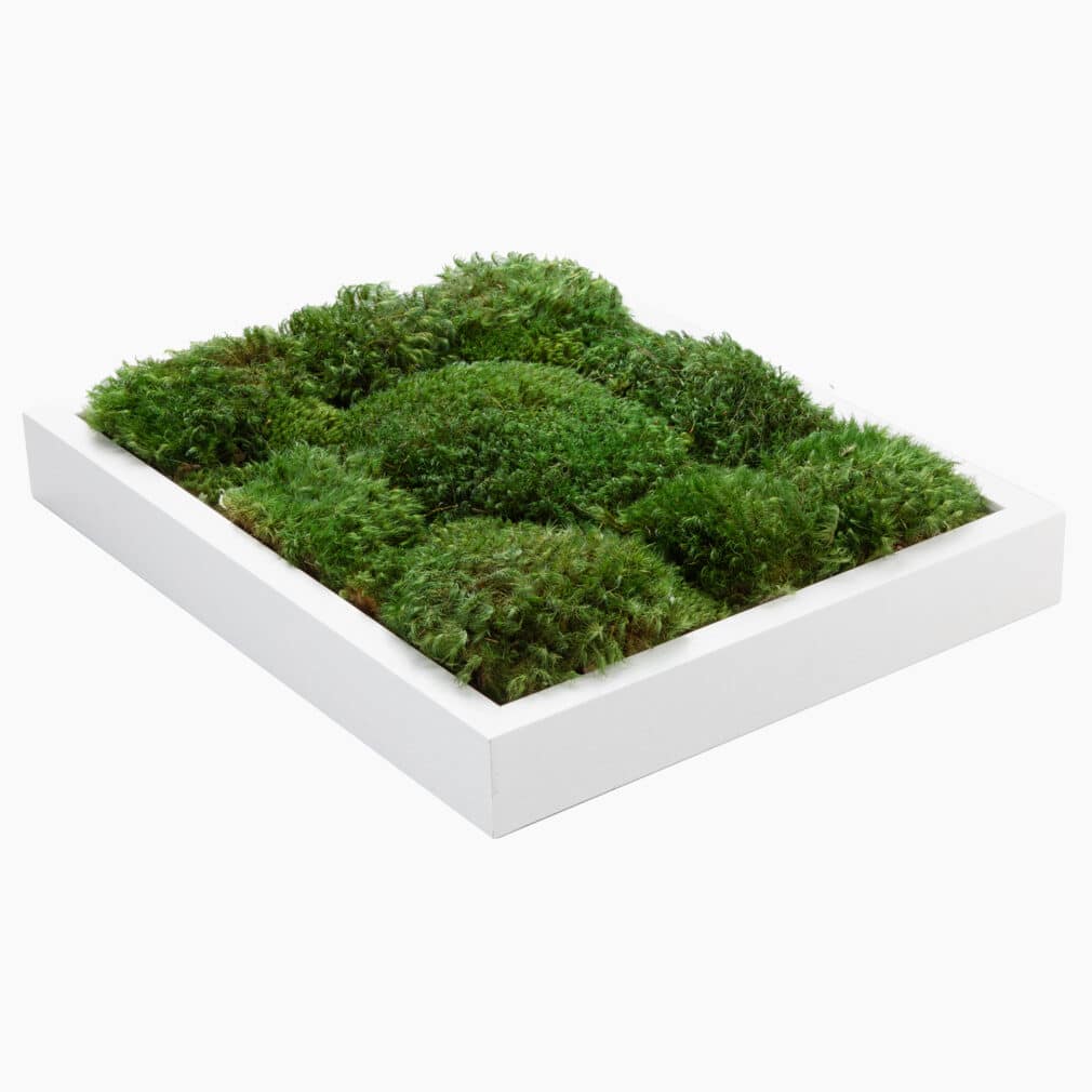 Moss Pure moss wall art moss frame no watering or sunlight needed