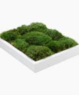 Moss Pure moss wall art moss frame no watering or sunlight needed