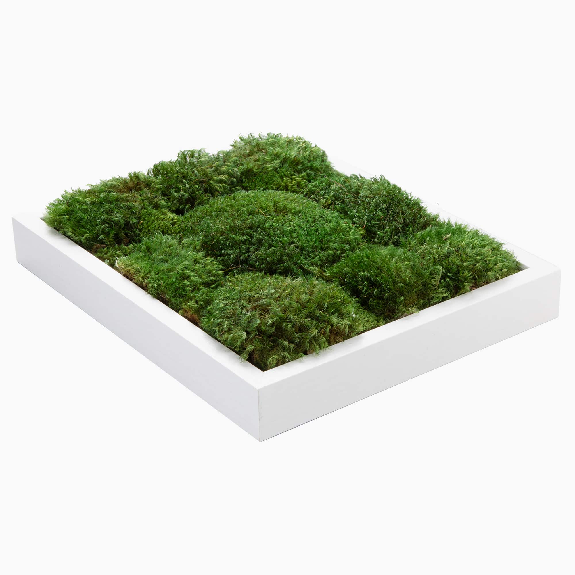 Live Mood Moss Wall Art in Brown, 11x14 - Shop Now