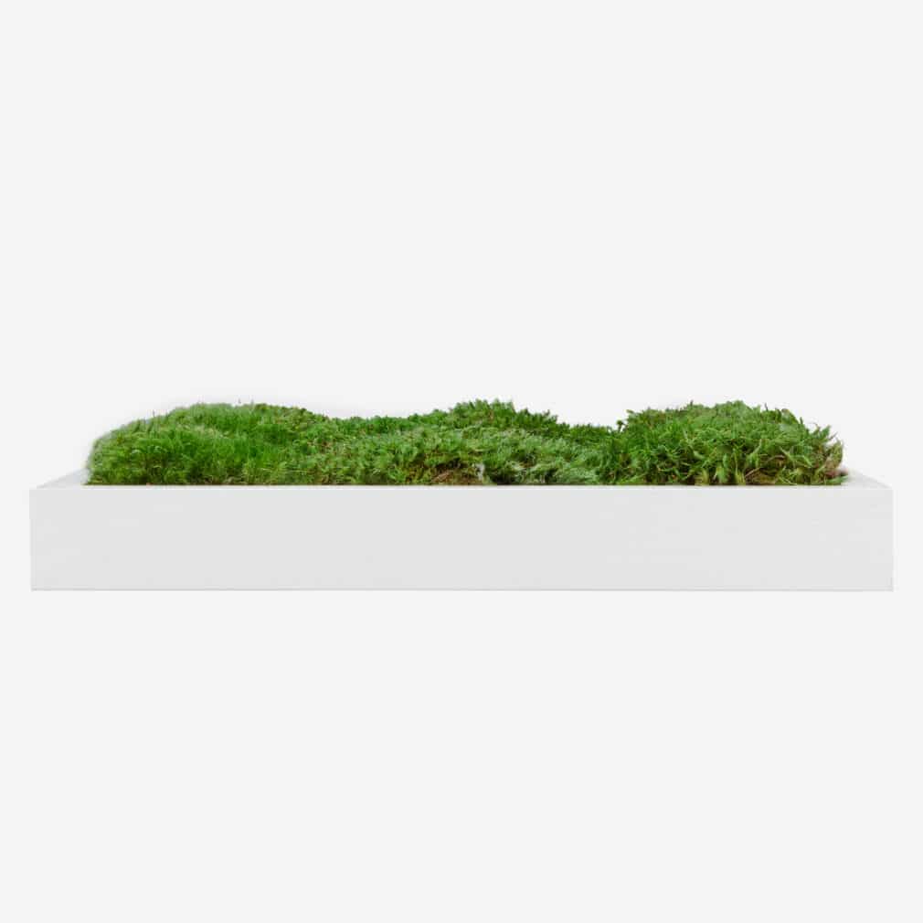 Moss Pure moss wall art moss frame no watering or sunlight needed