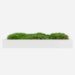 Moss Pure moss wall art moss frame no watering or sunlight needed