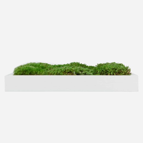 Moss Pure moss wall art moss frame no watering or sunlight needed
