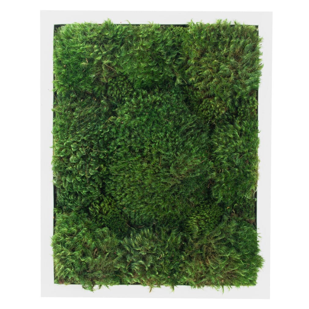 Moss Pure moss wall art moss frame no watering or sunlight needed