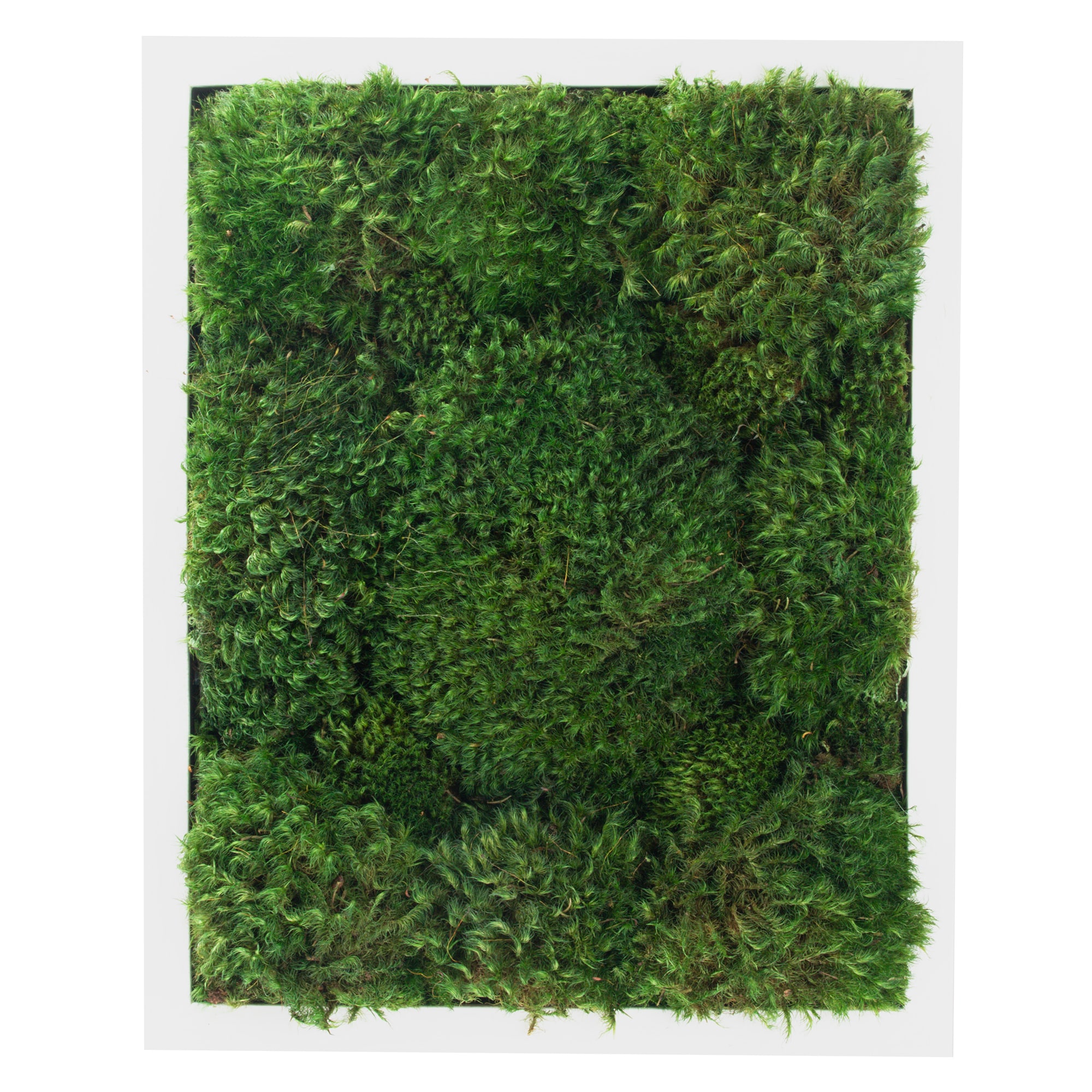 A Forest Symphony - Framed Moss Wall Art Piece: 24x36 – Moss Acres