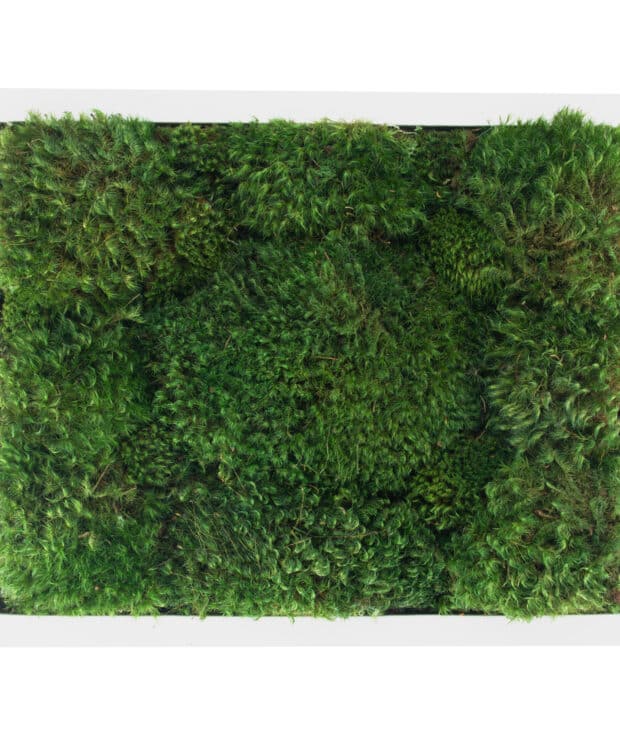 Moss Pure moss wall art moss frame no watering or sunlight needed