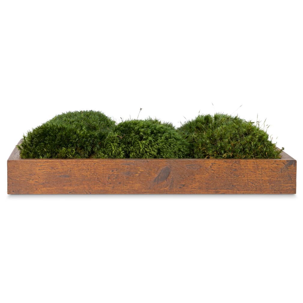 Moss Pure moss wall art live moss frame wood