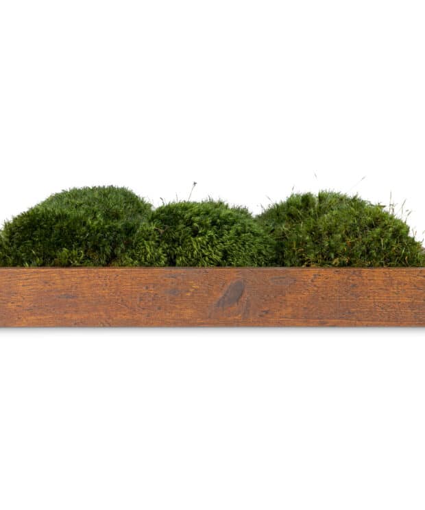 Moss Pure moss wall art live moss frame wood