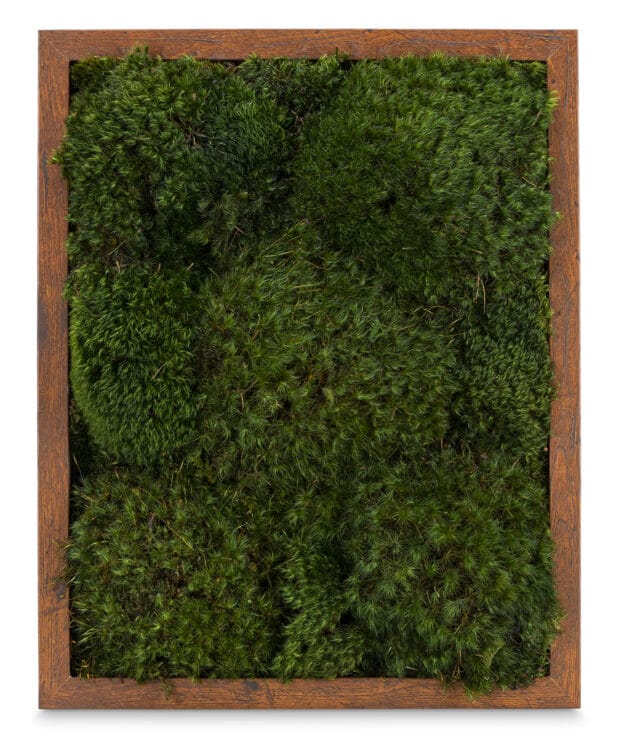 Live Moss Wall Art