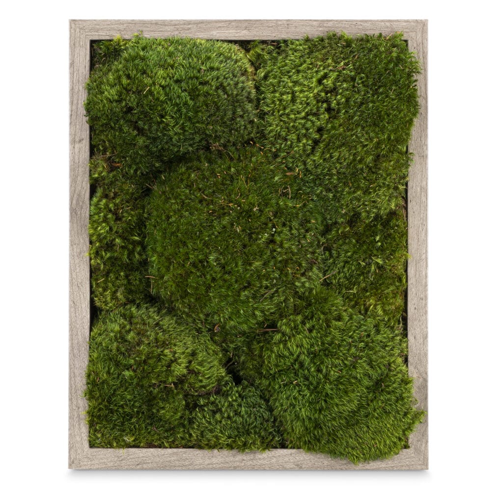 moss wall art live moss frame in gray wood