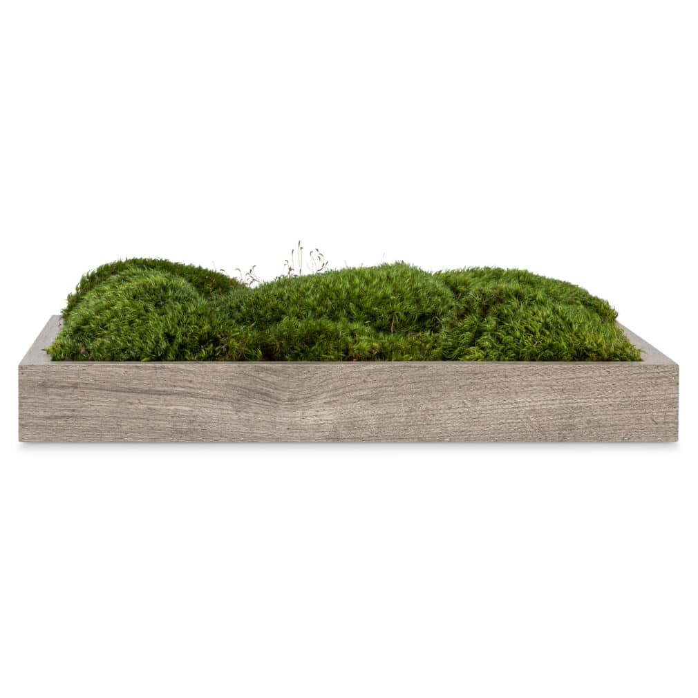 moss wall art