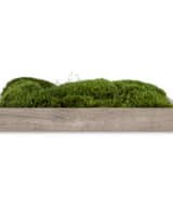 moss wall art