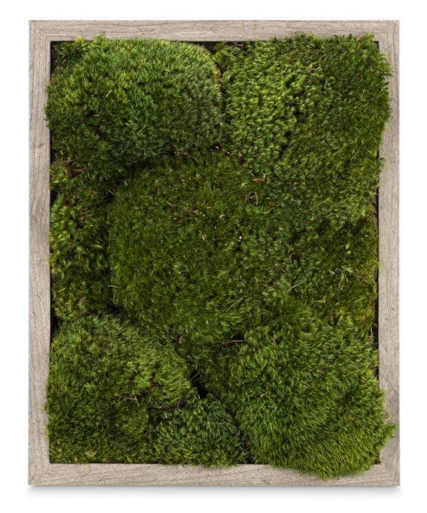 Build Your Live Moss Frame