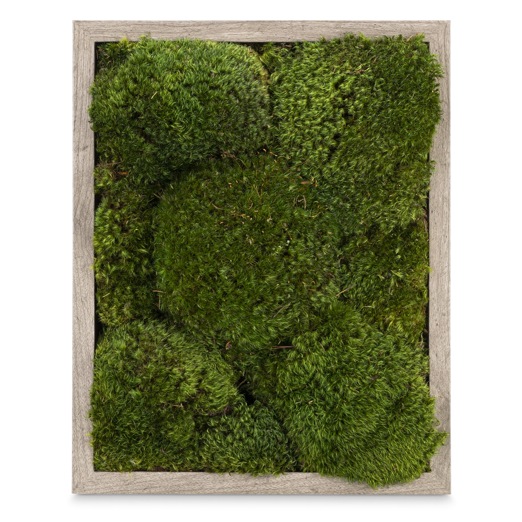 Artificial Moss VS. Preserved Moss VS. Living Moss