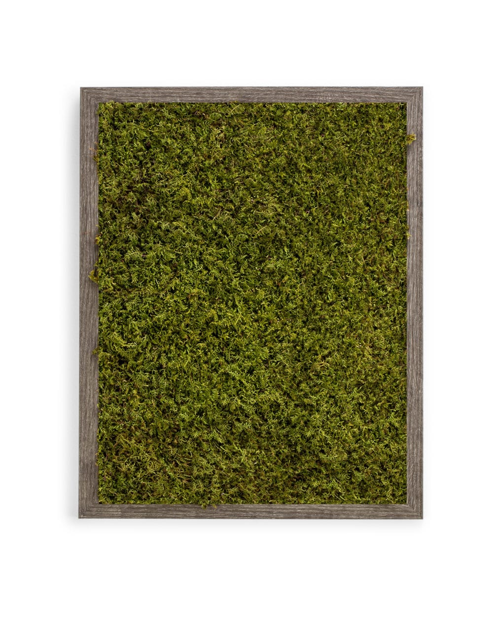 Moss Pure live moss wall moss frame moss wall art