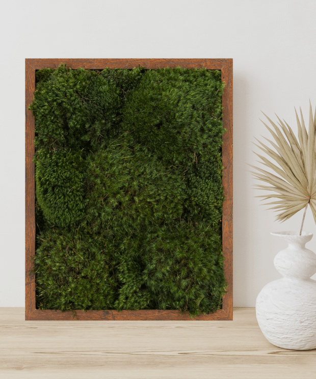 Moss Pure Moss Air Filter. Living moss wall art that improves air quality and provides therapeutic relief from stress and anxiety. Moss wall art in home.