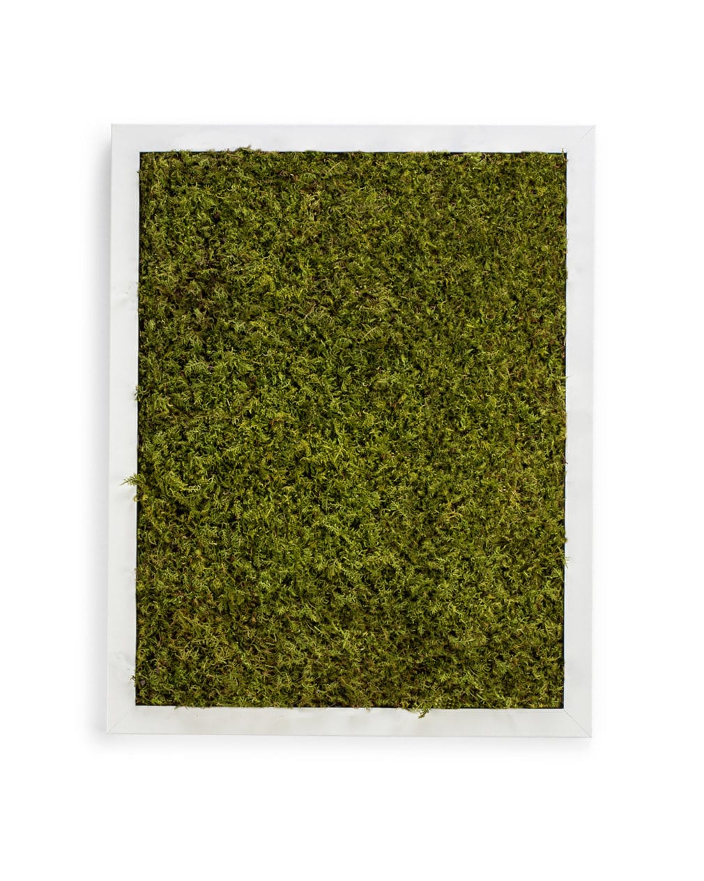 Moss Pure live moss wall moss art moss frame