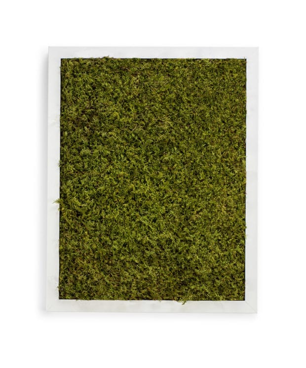 Moss Pure live moss wall moss art moss frame