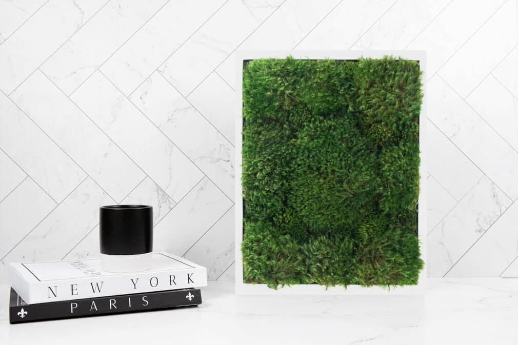 Moss Pure moss wall art moss walls live moss