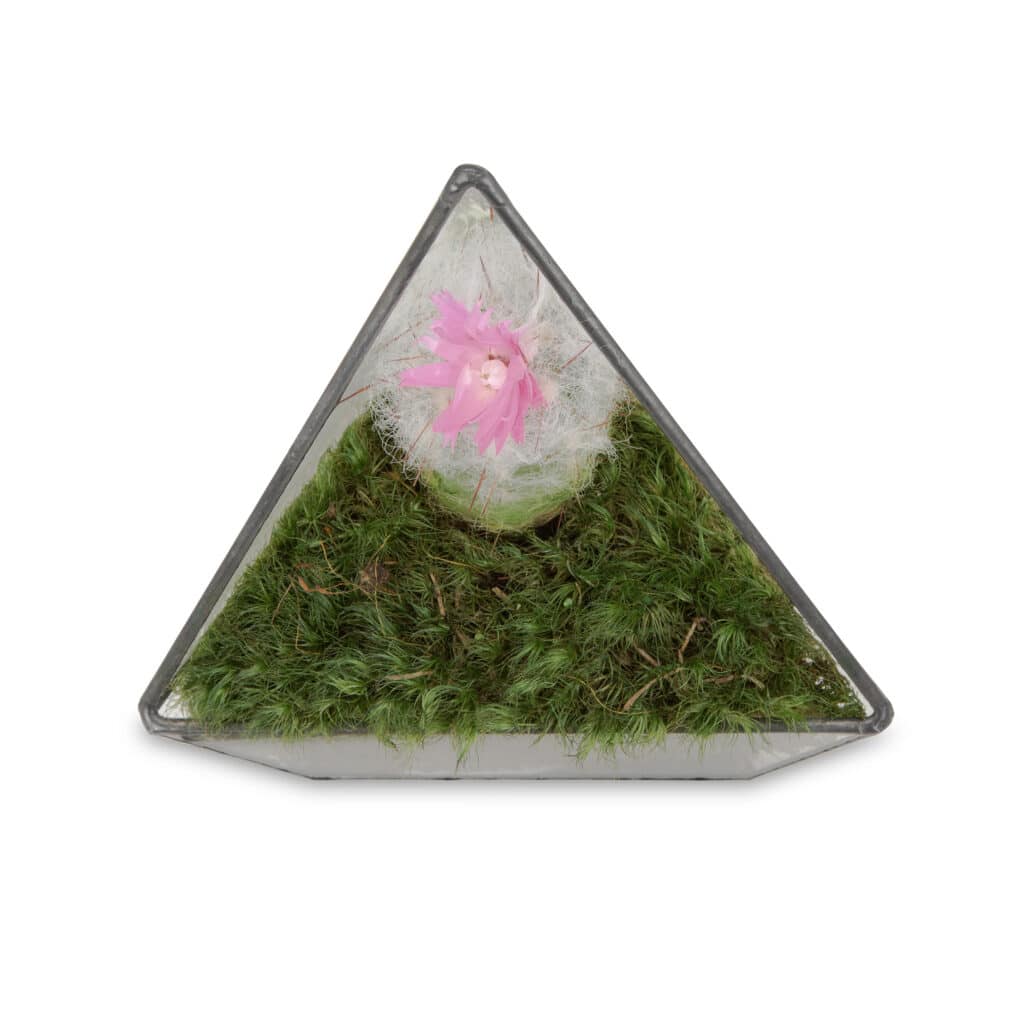 Moss Pure live moss terrarium, live moss decor and moss art