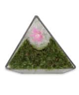 Moss Pure live moss terrarium, live moss decor and moss art