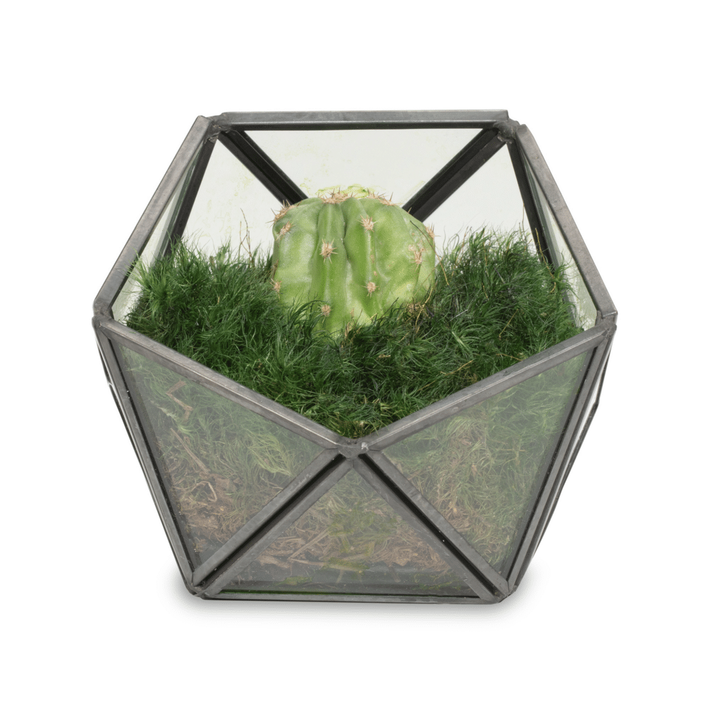 Moss Pure live moss terrarium, live moss decor and moss art