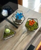 Moss Pure live moss terrarium, live moss decor and moss art