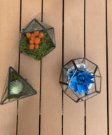 Moss Pure live moss terrarium, live moss decor and moss art