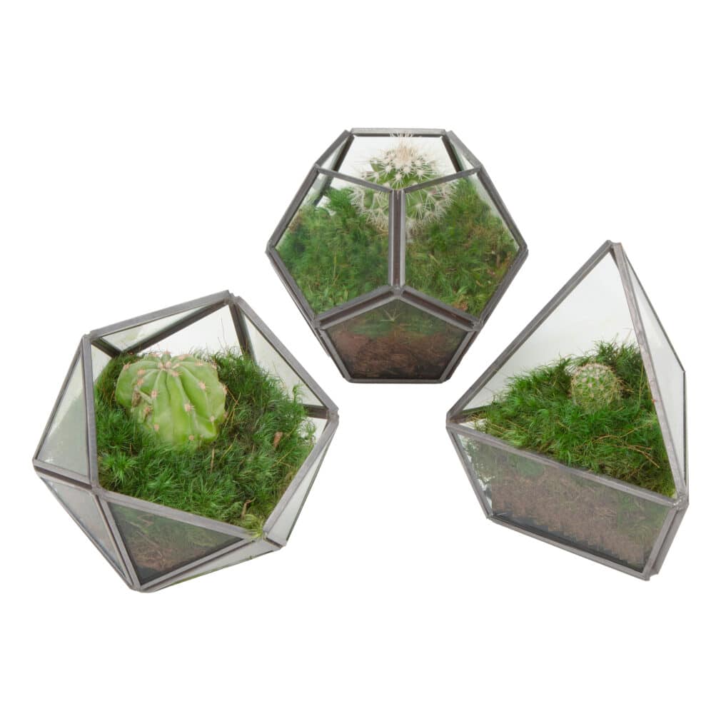 Moss Pure minis moss terrariums live moss decor