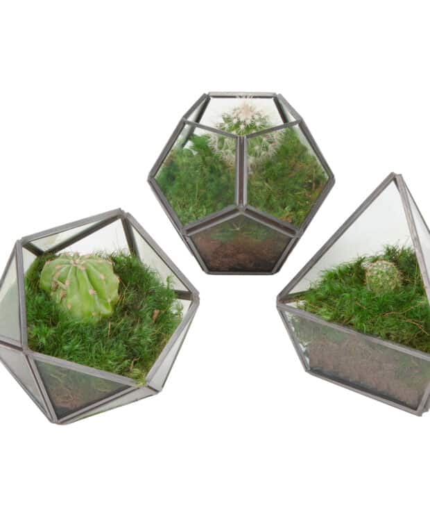 Moss Pure minis moss terrariums live moss decor