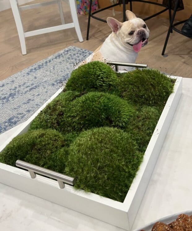 Moss Pure live moss living wall moss frame Dog and Mood Moss Wall Tray