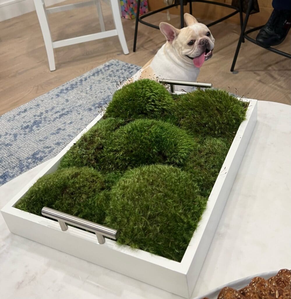 Live Mood Moss Tray in White - Shop Now