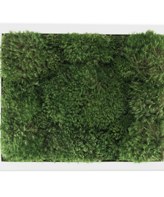 Moss Pure moss art moss decor moss tray