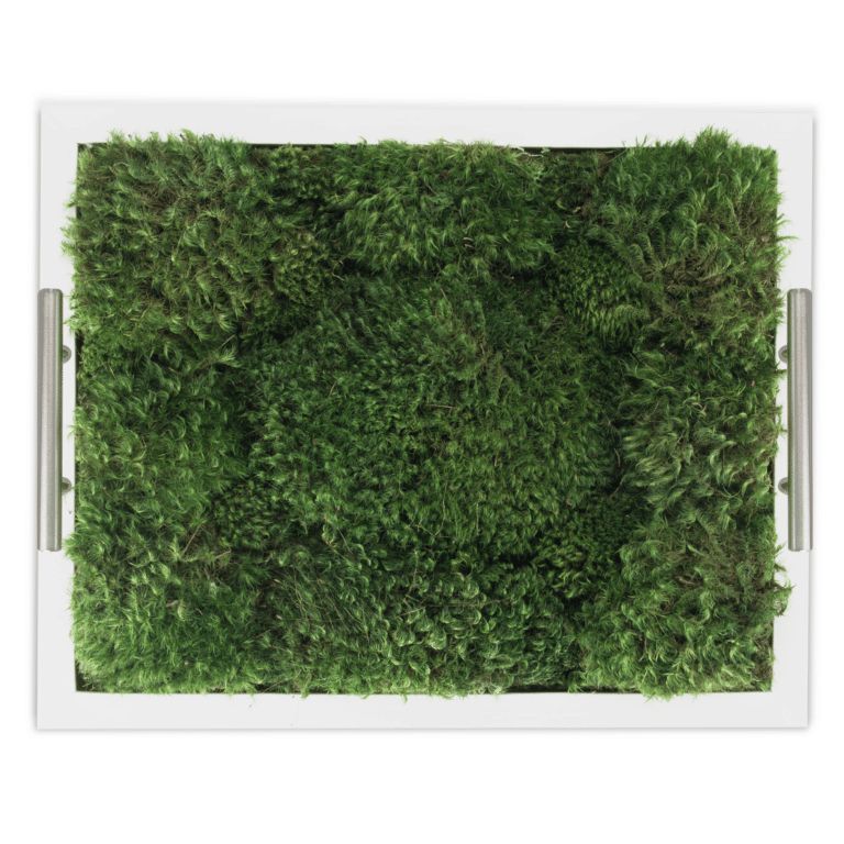 Live Mood Moss Tray in White - Shop Now