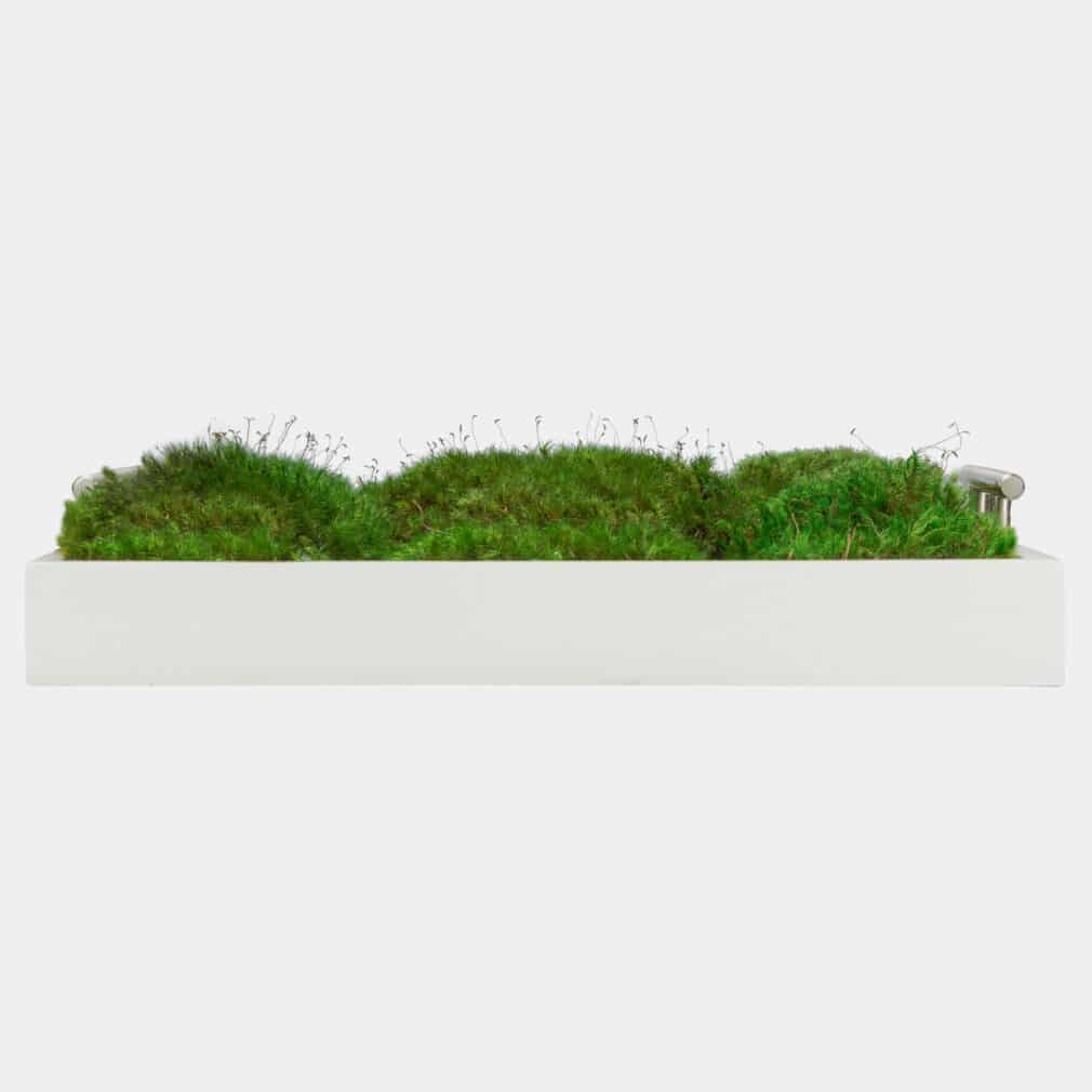 Moss wall frame moss art living wall