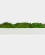 Moss wall frame moss art living wall