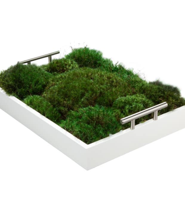 Moss wall frame moss art living wall