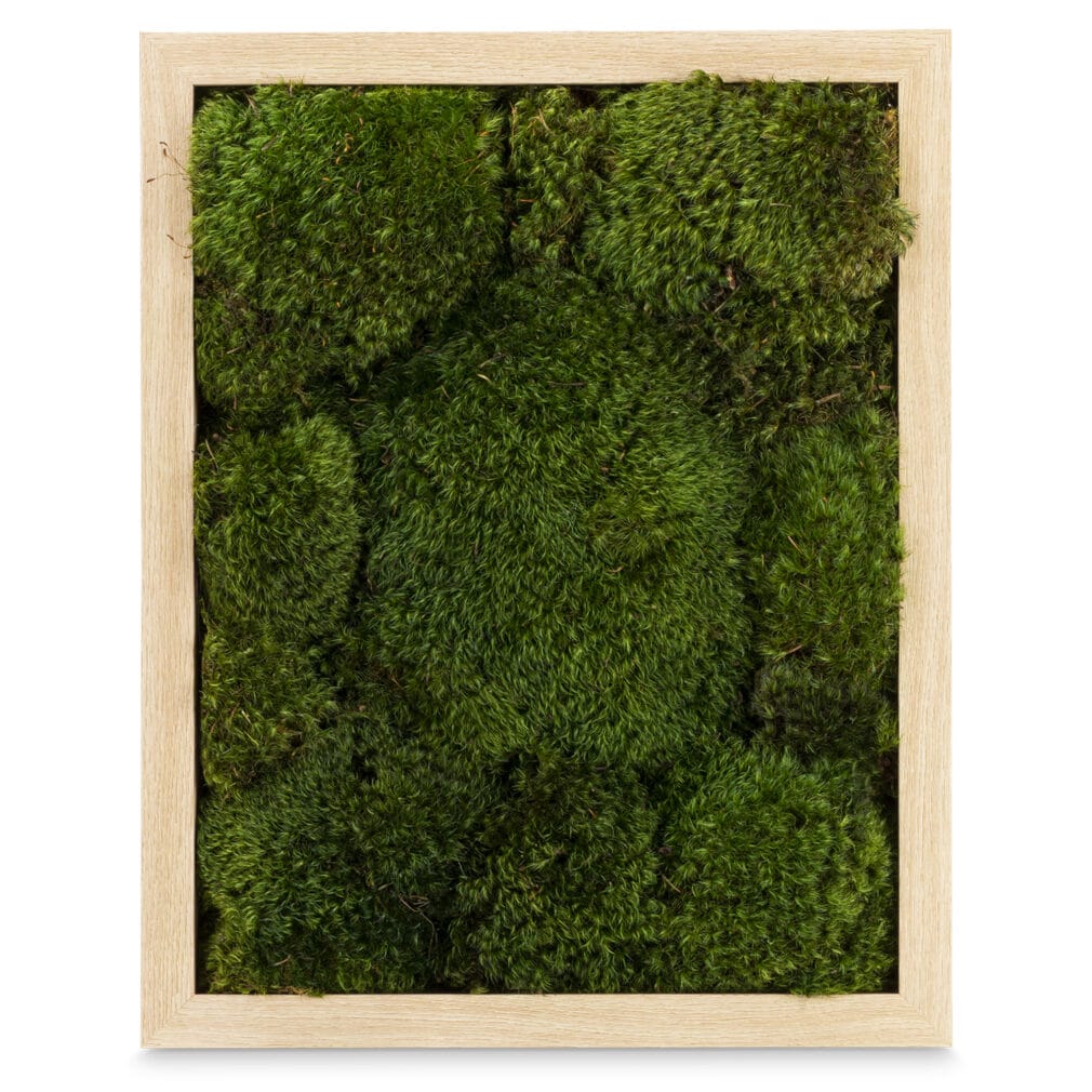 Moss Pure moss frame live moss art