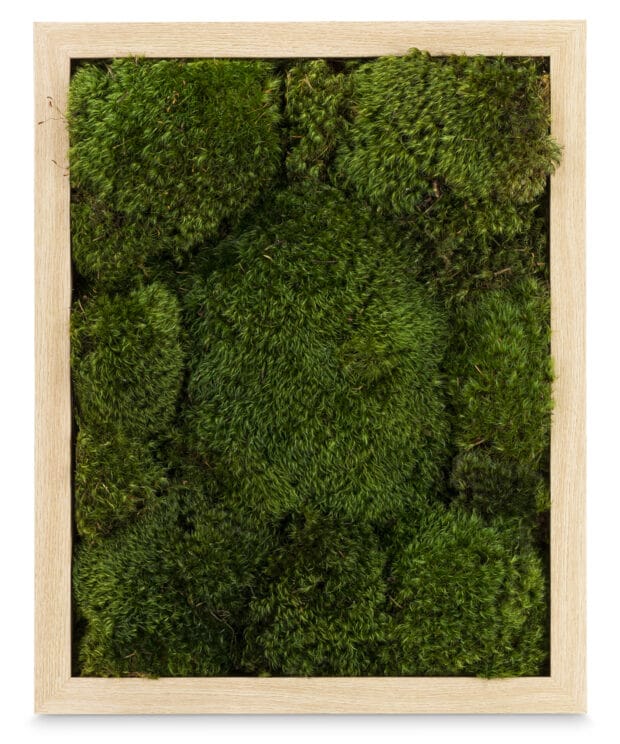 Moss Pure moss frame live moss art