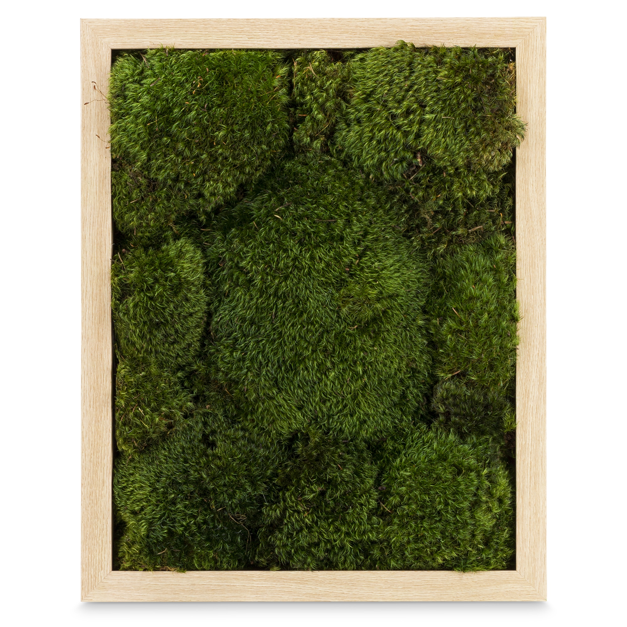 Live Mood Moss Wall Art in Natural Wood